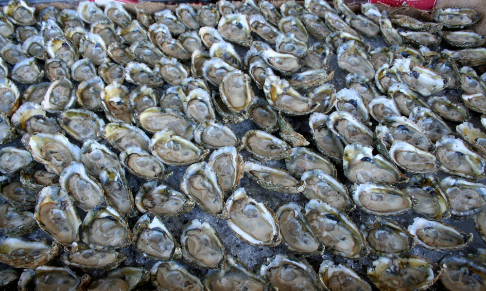 Oyster Festivals Fall 2022 Marinalife